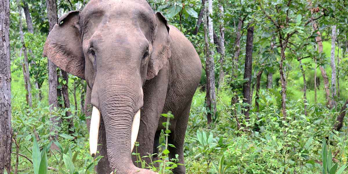 Yok Don National Park